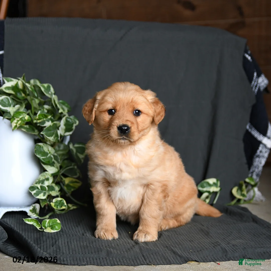 Golden Retriever dogs for sale: Roxy - Ad 1