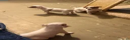 Chihuahua dogs for sale: Casper - Ad 11
