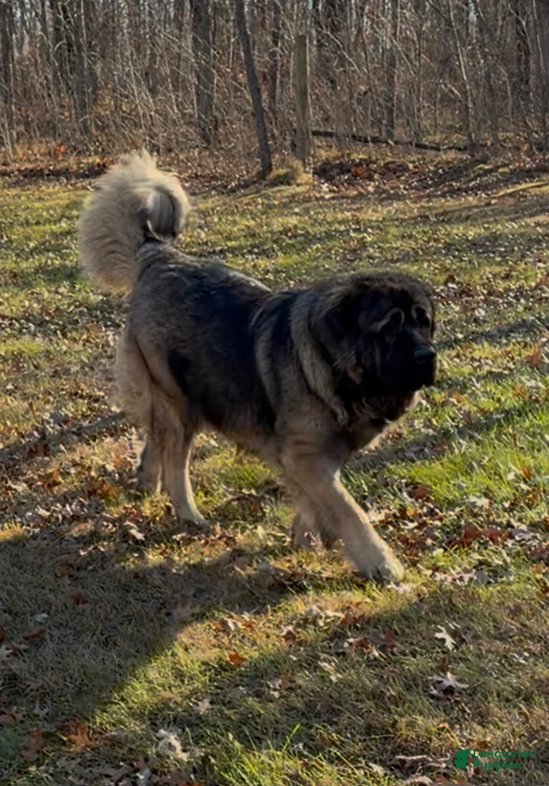 Caucasian Shepherd Dog dogs for sale: Caucasian Shepherd Dog Puppy 1 - Ad 7