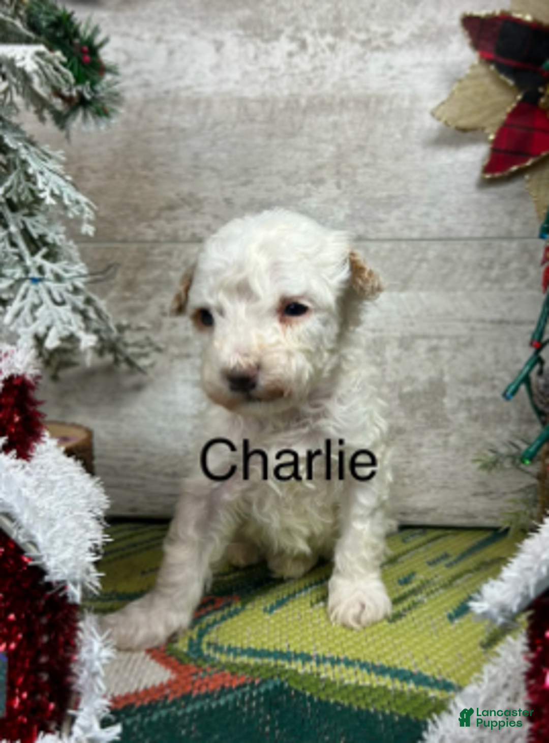 Toy Poodle dogs for sale: Charlie - Ad 3