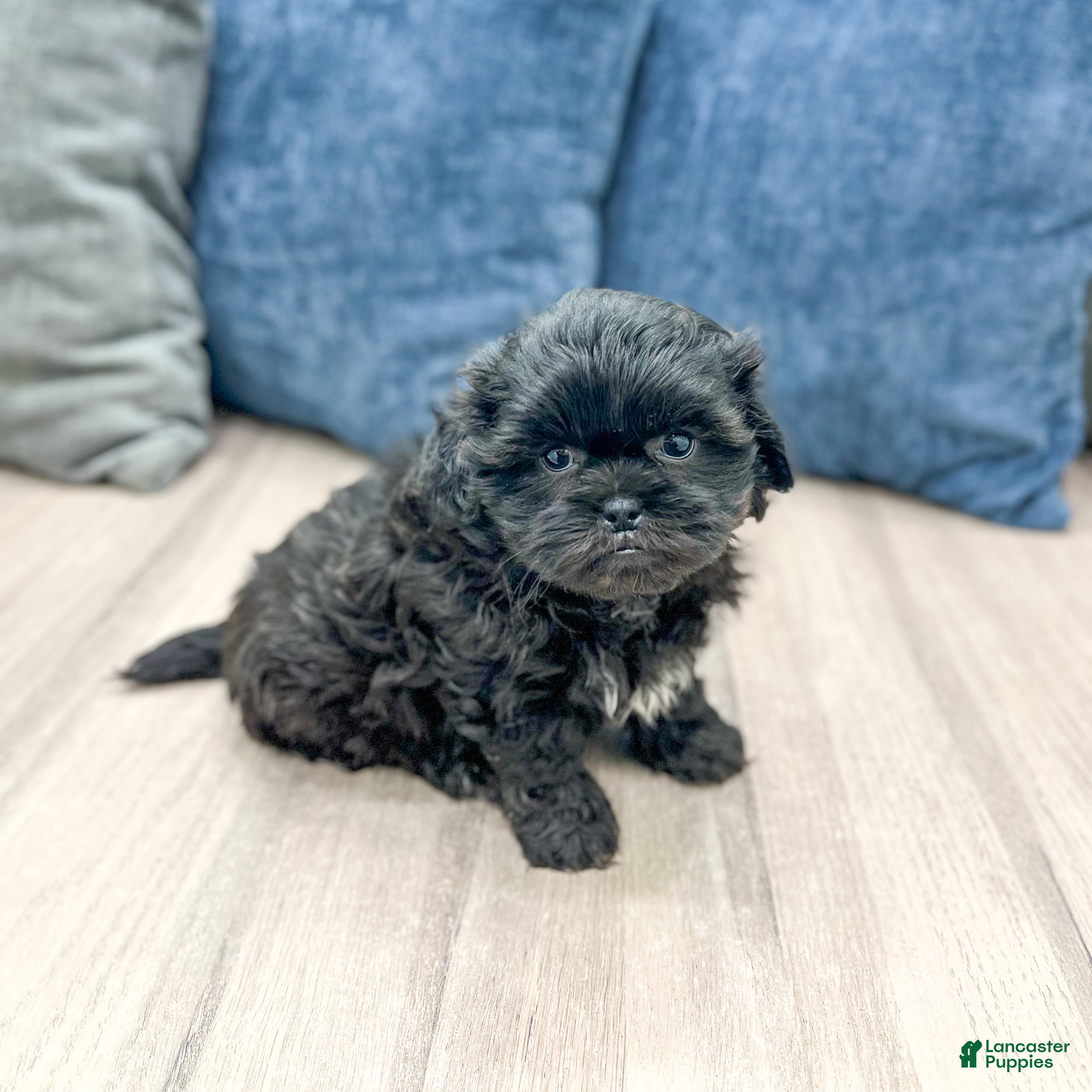 Teddy Bear dogs Gus - Ad 1