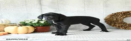 Great Dane dogs for sale: Indie - Ad 2