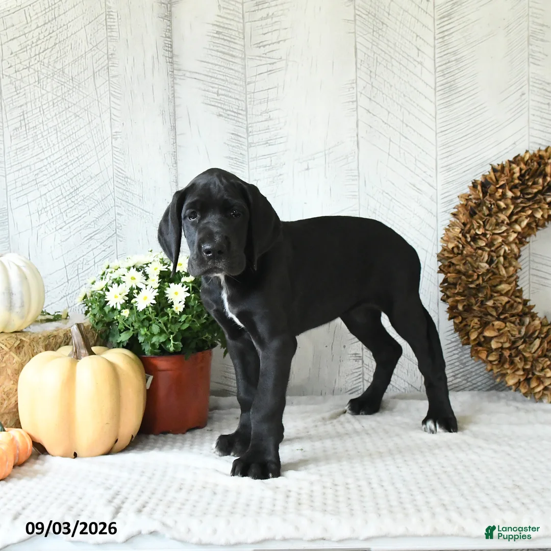 Great Dane dogs for sale: Indie - Ad 2