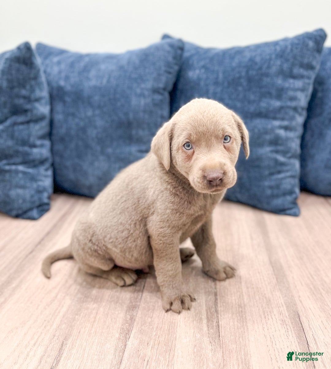 Labrador Retriever dogs for sale: Asher - Ad 3
