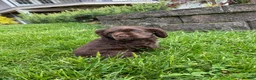Cocker Spaniel dogs for sale: Allie - Ad 5