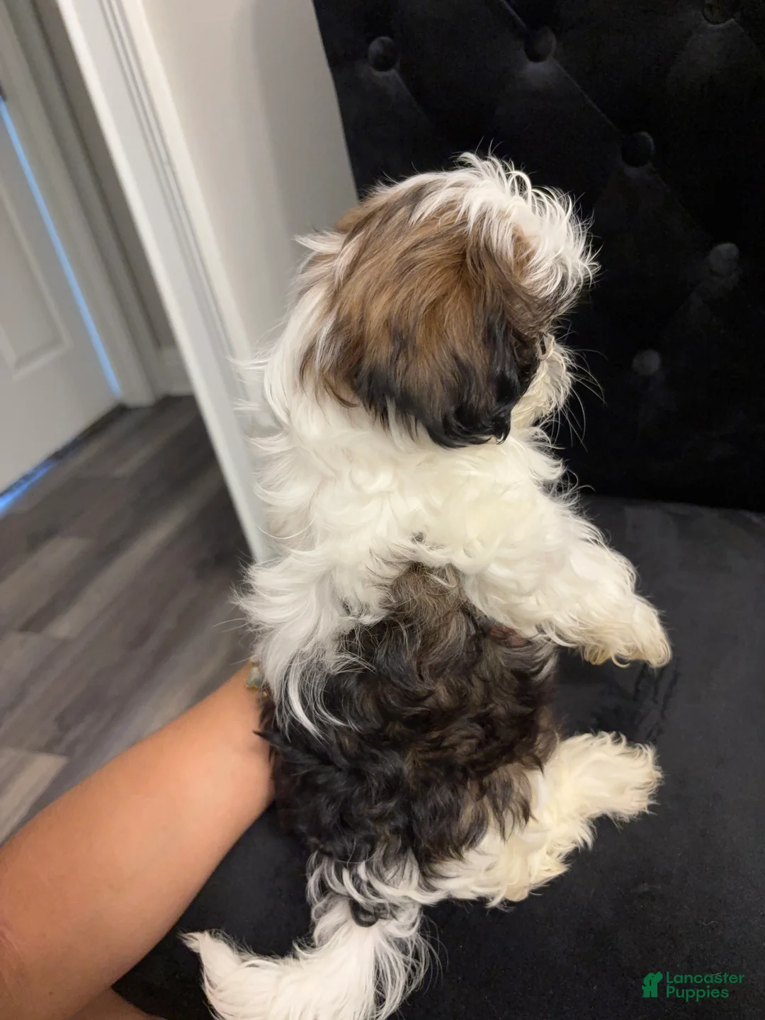 Shih Tzu dogs for sale: Roderick  - Ad 2
