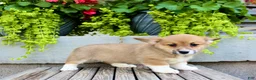 Welsh Corgi Pembroke dogs for sale: Reba  - Ad 4