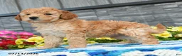 Mini Goldendoodle dogs for sale: Karabell  - Ad 5