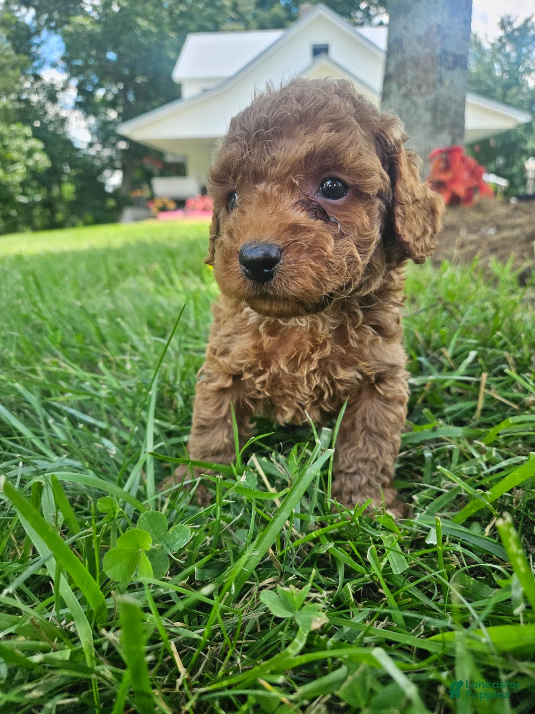 Cavapoo dogs for sale: Joker - Ad 2