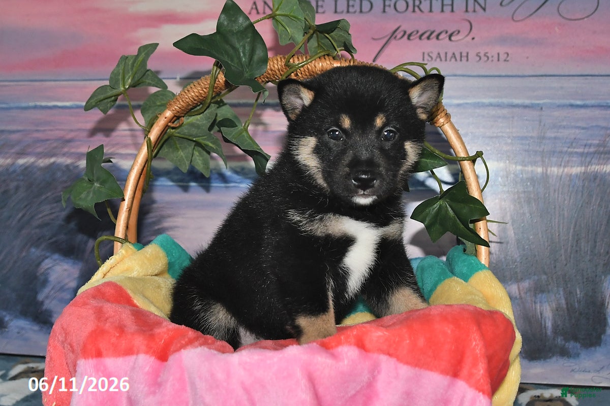 Shiba Inu dogs Chase - Ad 2