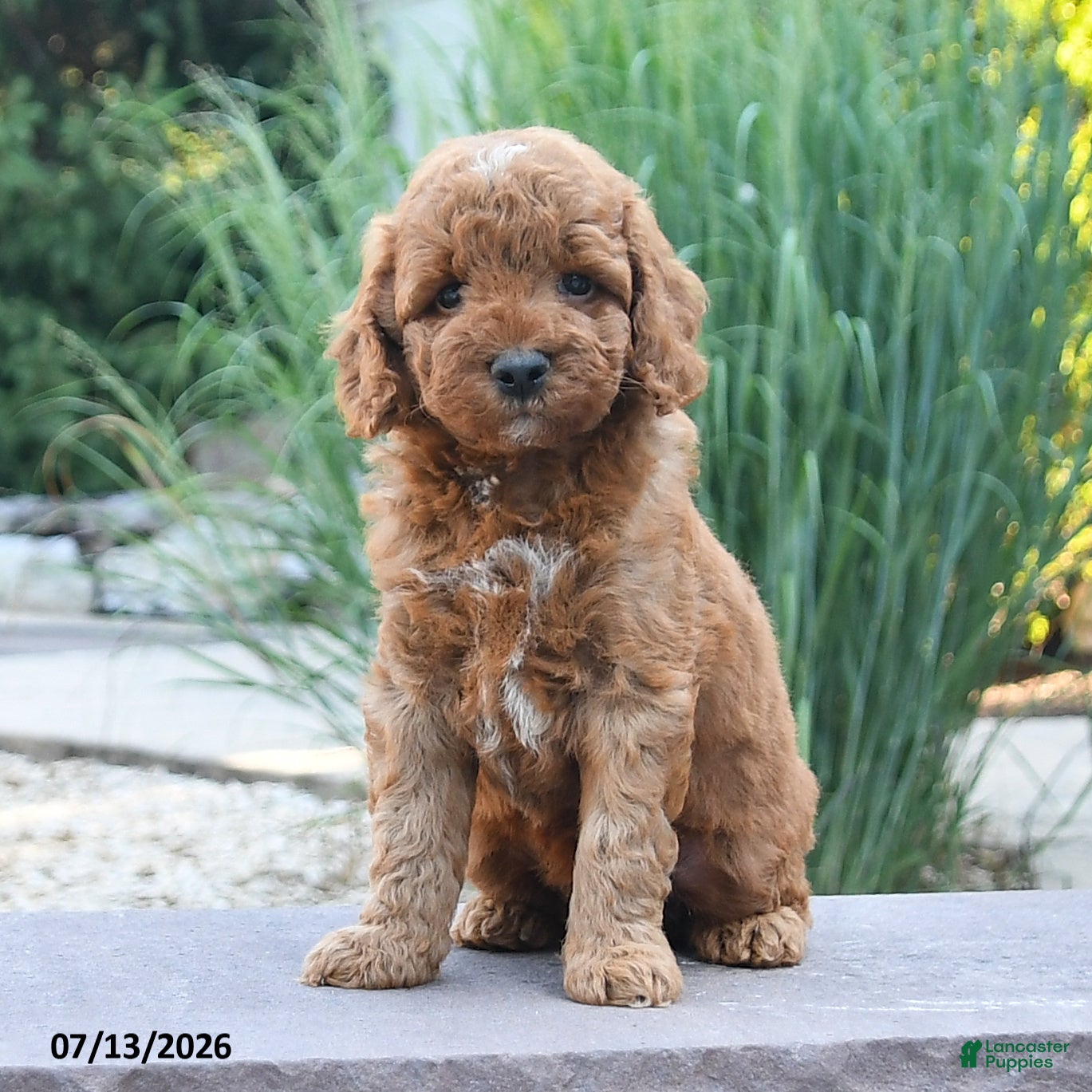 Cockapoo dogs Jasper - Ad 2