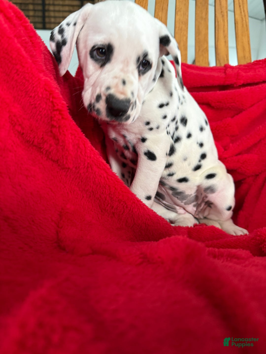 Dalmatian dogs for sale: Trinity - Ad 8