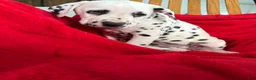 Dalmatian dogs for sale: Trinity - Ad 8