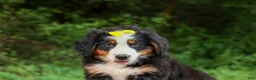 Bernese Mountain Dog dogs for sale: SAMSON - Ad 5