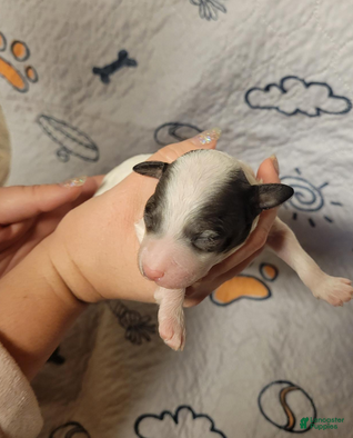 Goldendoodle dogs Peanut - Ad 2