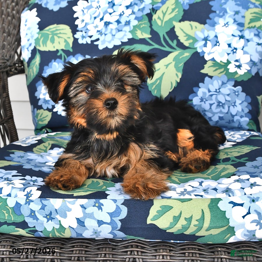 Yorkshire Terrier dogs Timothy - Ad 2