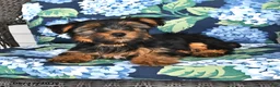 Yorkshire Terrier dogs for sale: Timothy - Ad 2