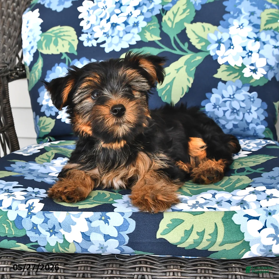 Yorkshire Terrier dogs for sale: Timothy - Ad 2