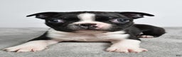 Boston Terrier dogs for sale: Jackson - Ad 8