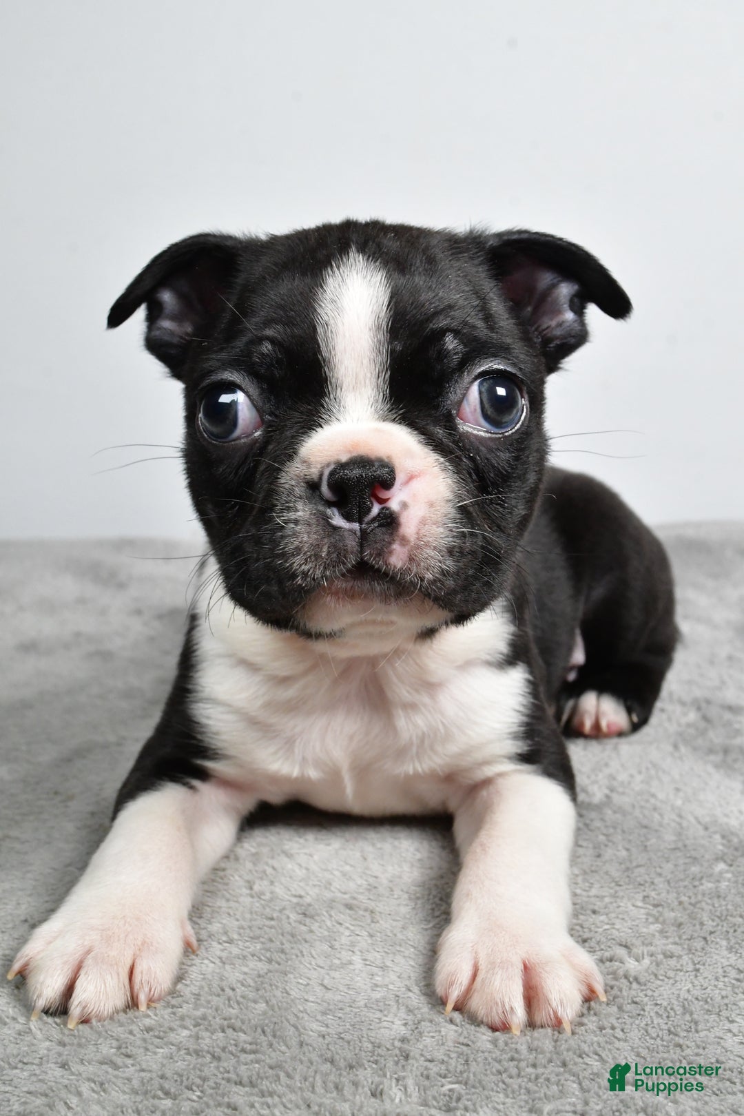 Boston Terrier dogs for sale: Jackson - Ad 8