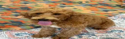Labradoodle dogs for sale: Mini Labradoodle Tanzy - Ad 3