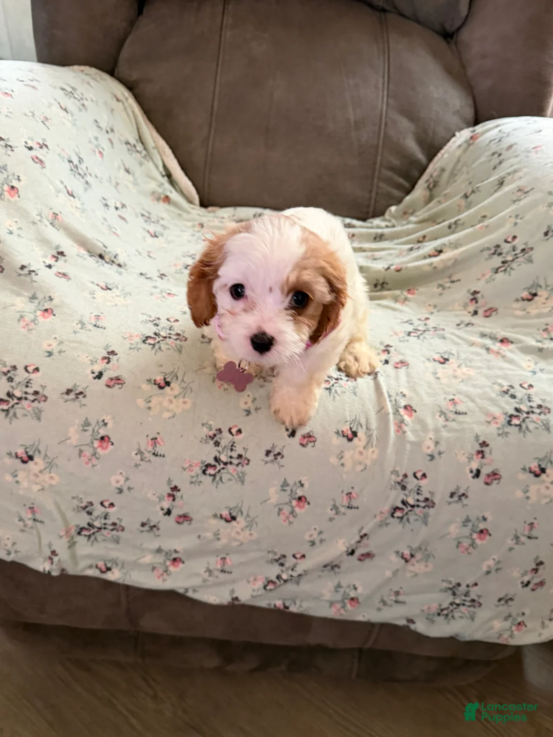 Cockapoo dogs for sale: Lola - Mini Cockapoo - Going to stay very smal - Ad 1