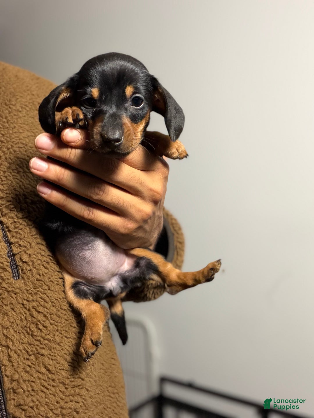 Miniature Dachshund dogs for sale: Minnie - Ad 2