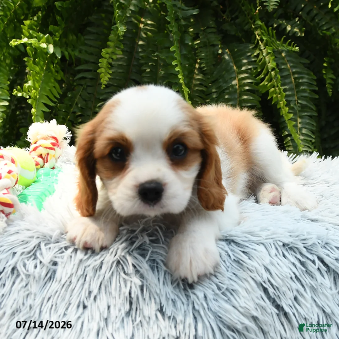 Cavalier King Charles Spaniel dogs for sale: Jaxton - Ad 2