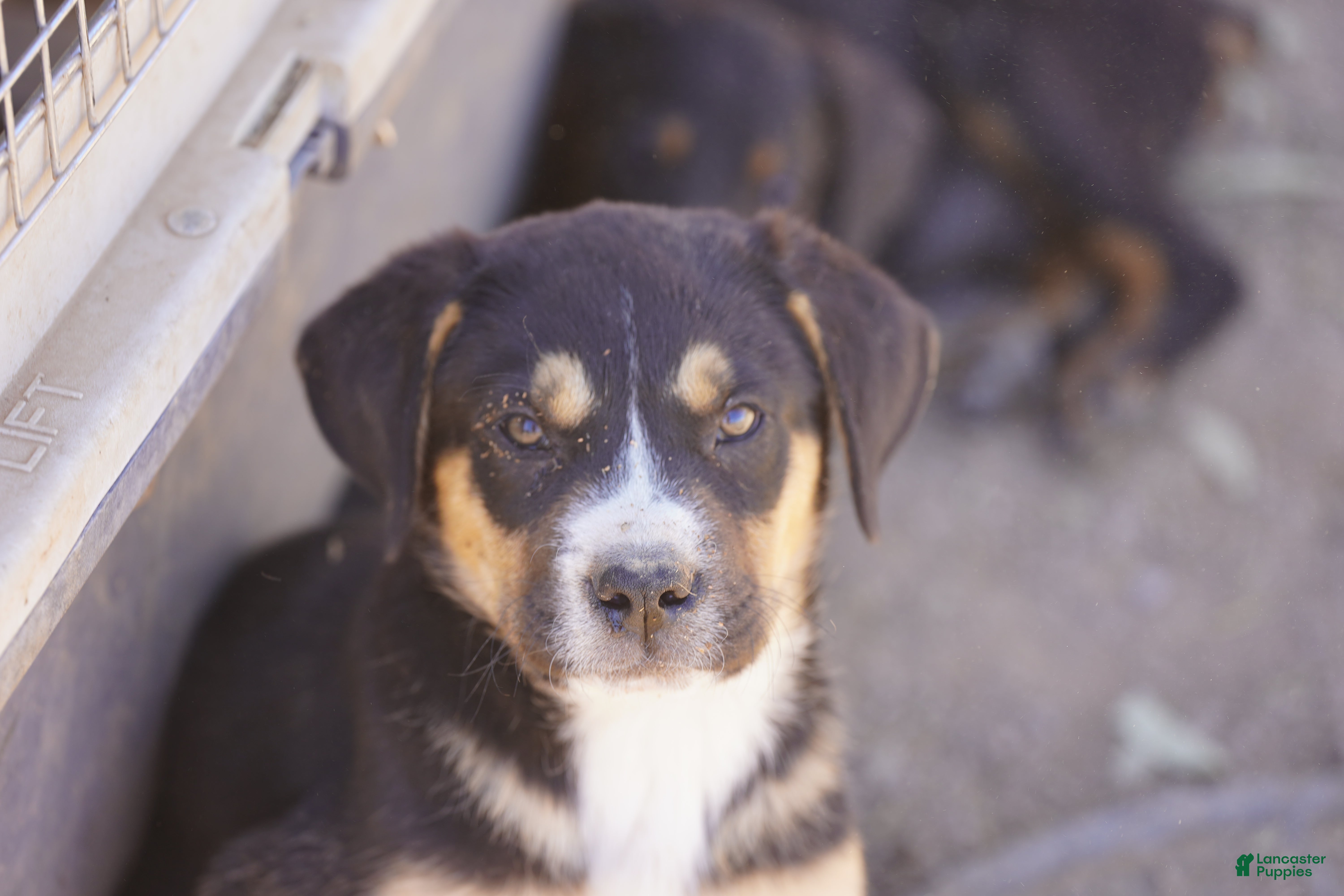 Mixed Breed dogs Bandogge Bart - Ad 20