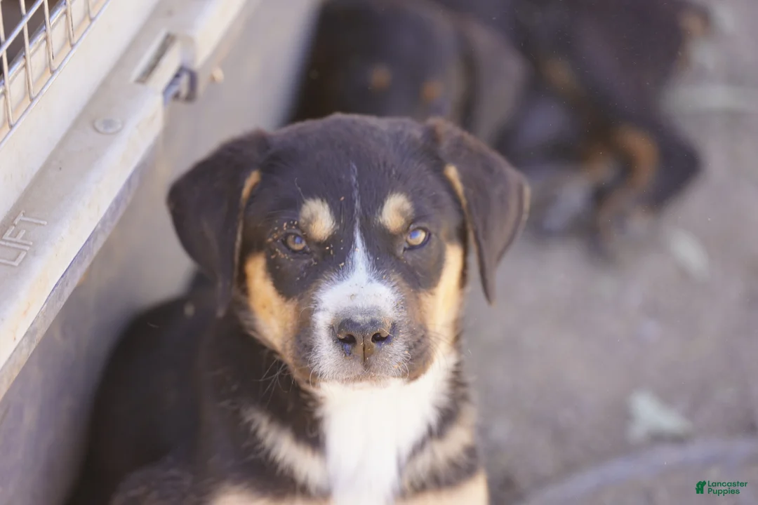 Mixed Breed dogs for sale: Bandogge Bart - Ad 1