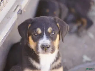 Mixed Breed dogs Bandogge Bart - Ad 20