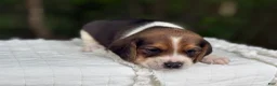Beagle dogs for sale: Annie - Ad 3