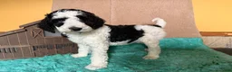 Labradoodle dogs for sale: Labradoodle 4 - Ad 4