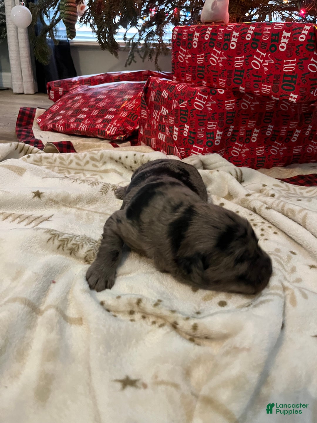 Goldendoodle dogs for sale: Goldendoodle Puppy 1 - Ad 3