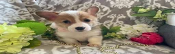Welsh Corgi Pembroke dogs for sale: Mindy - Ad 4