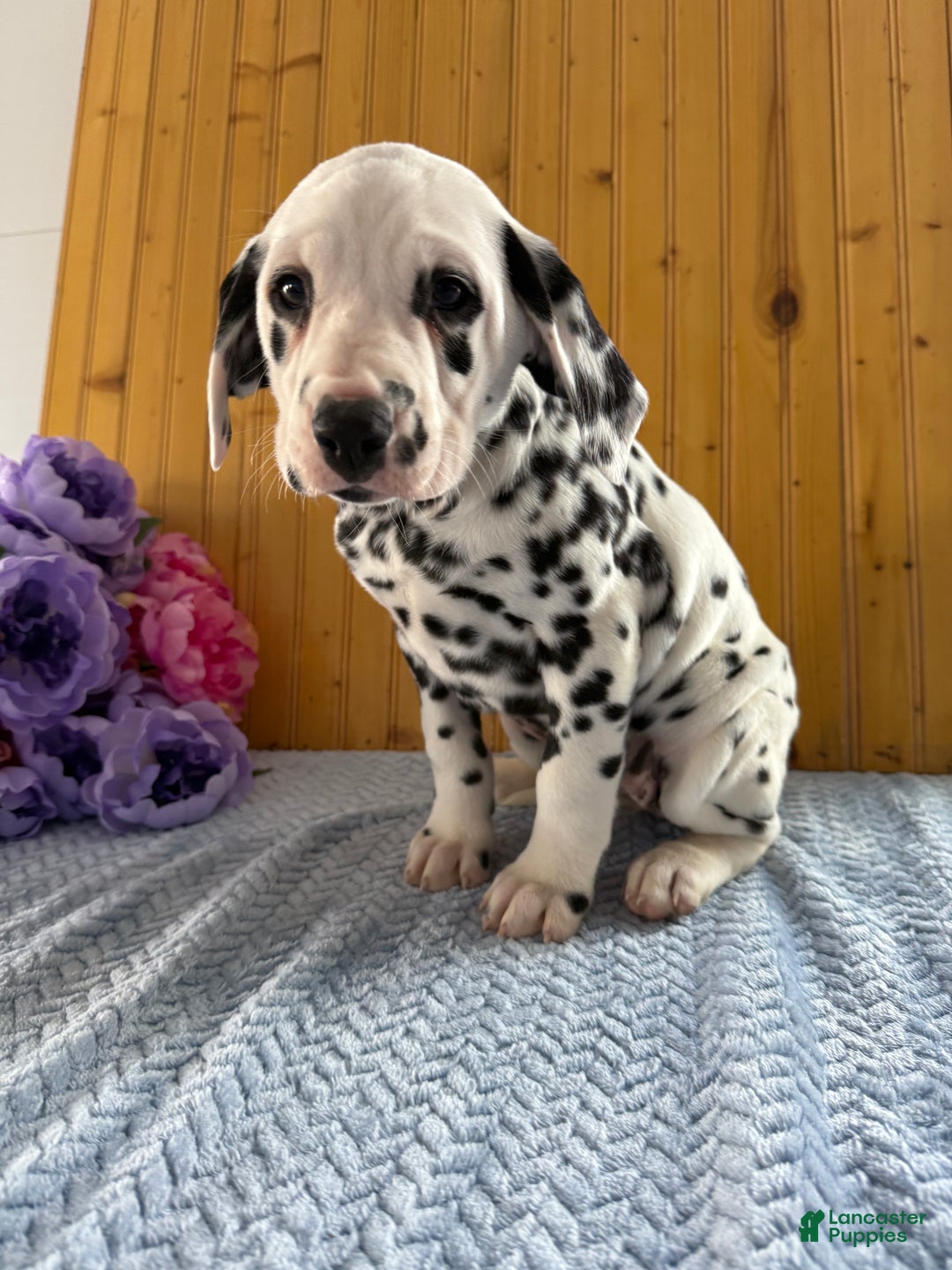 Dalmatian dogs for sale: Tara - Ad 3
