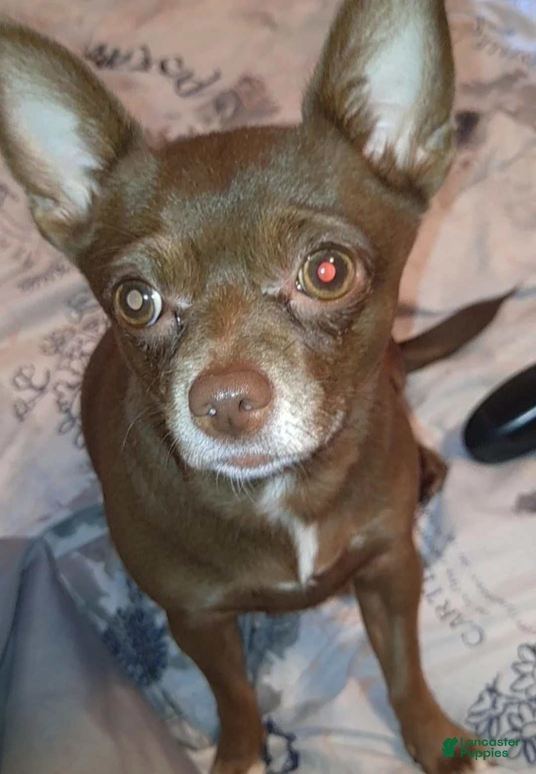 Mixed Breed dogs for sale: Mixed Breed Puppy 1 - Ad 2