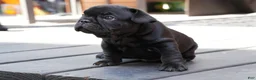 French Bulldog dogs for sale: Lilo - Ad 3
