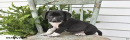Beagle dogs for sale: Rocky - Ad 5