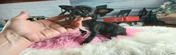 Chihuahua dogs for sale: Vanillas black girl. Hand Delivery  - Ad 6