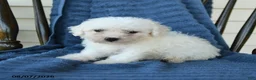 Bichon Frise dogs for sale: Ricky  - Ad 4