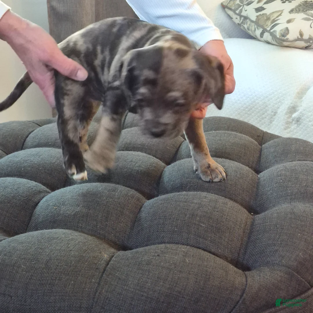 Mixed Breed dogs for sale: Sasha - Ad 2