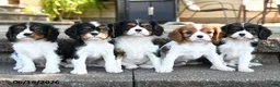 Cavalier King Charles Spaniel dogs for sale: Darcy - Ad 5