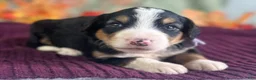 Bernedoodle dogs for sale: Irina - Ad 3