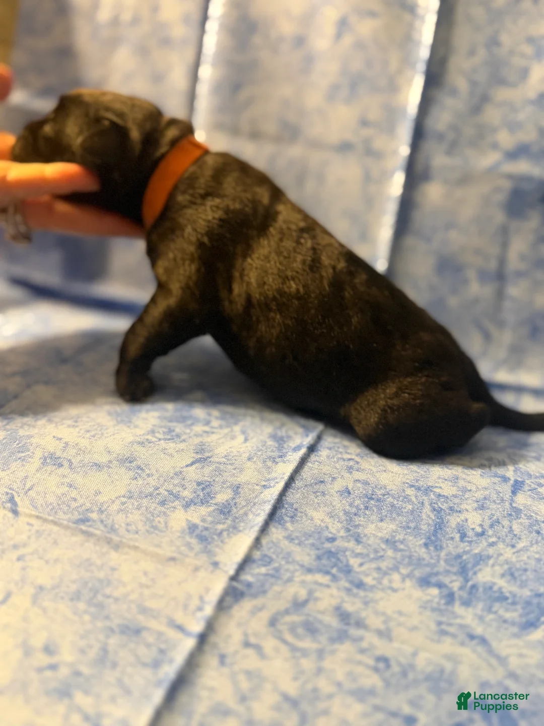 Cane Corso dogs for sale: Cane Corso Puppy 4 - Ad 2