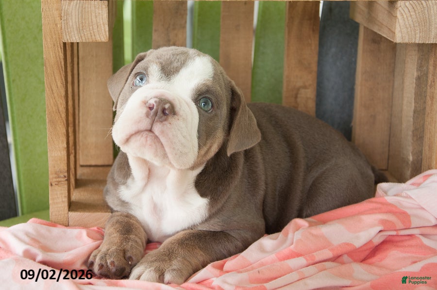 English Bulldog dogs for sale: Lily - Ad 1