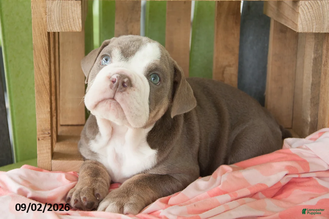 English Bulldog dogs for sale: Lily - Ad 1