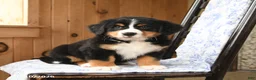 Bernese Mountain Dog dogs for sale: Ginger - Ad 4