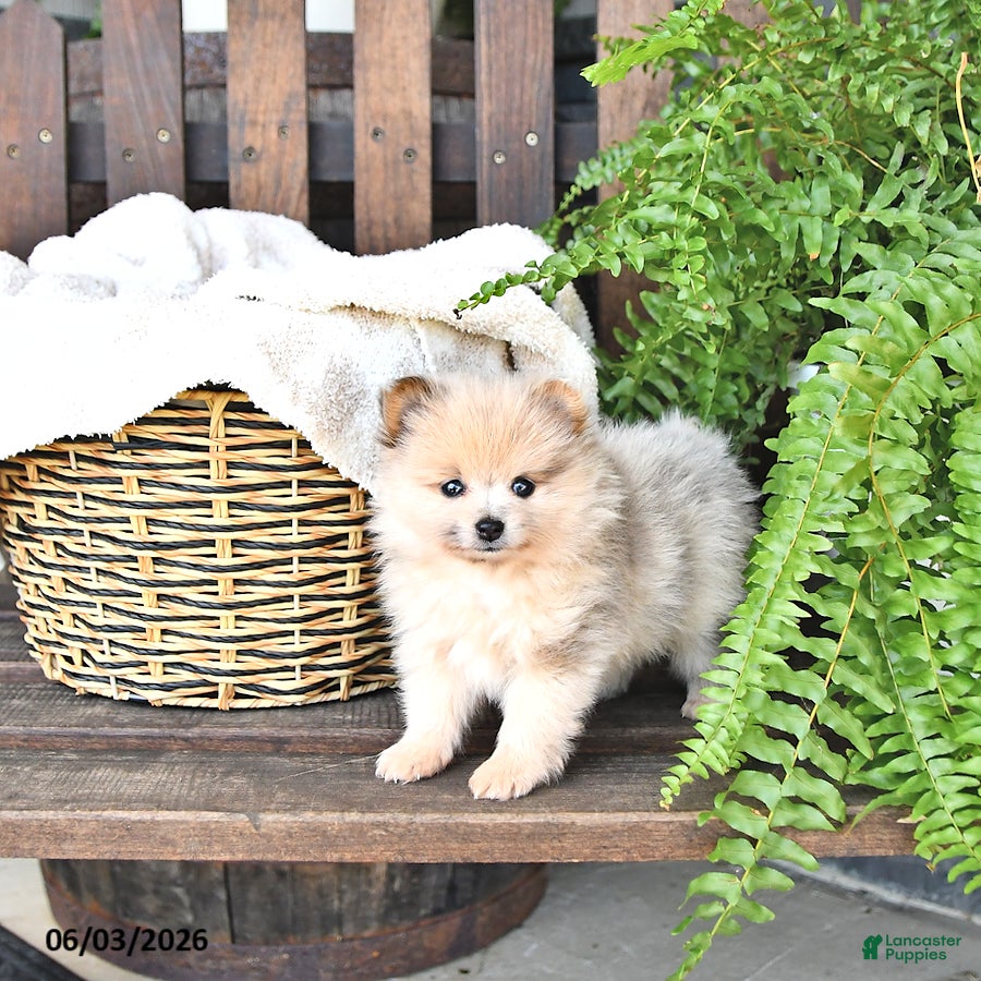Teddy