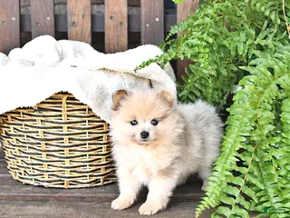 Pomeranian dogs for sale: Teddy - Ad 4